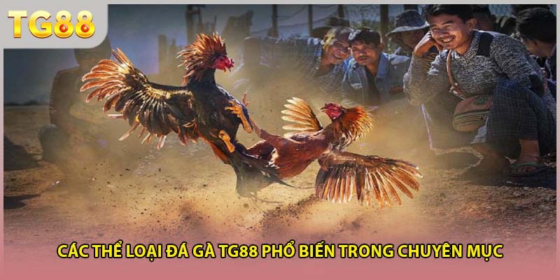 Các thể loại đá gà TG88 phổ biến trong chuyên mục