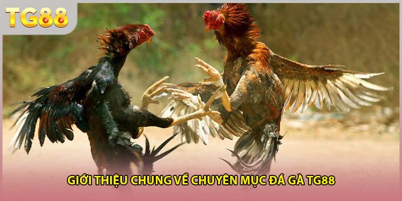 Giới thiệu chung về chuyên mục đá gà TG88
